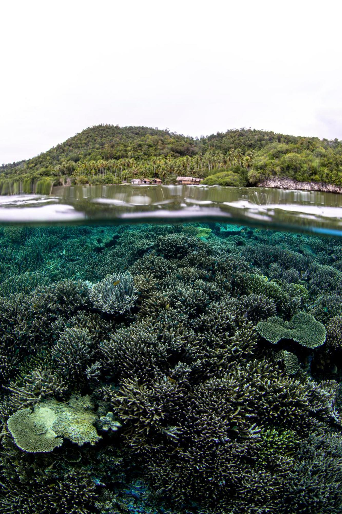 Mansuar Raja Ampat Bungalows Kri Ngoại thất bức ảnh